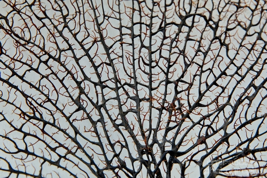 Dry_sea_fan_coral_Patterns_miscellaneous_General_Photography_Collection_002_Canon_EOS_5D_Mark_IV.JPG