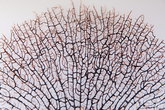Dry_sea_fan_coral_Patterns_miscellaneous_General_Photography_Collection_003_Canon_EOS_5D_Mark_IV.JPG