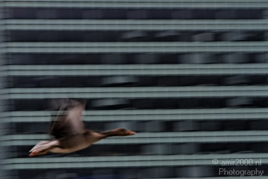 Flying_goose_Miscellaneous_Photography_001_Canon_EOS_7D.JPG
