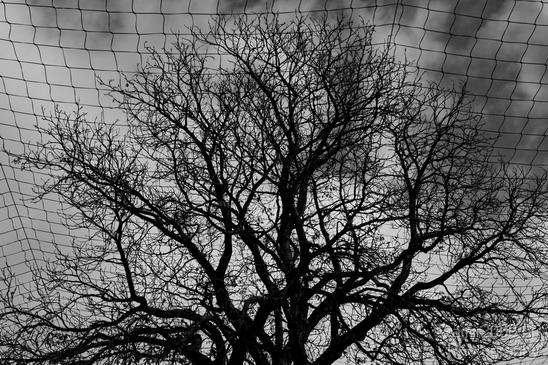 tree_behind_fence_Miscellaneous_Photography_001_Canon_EOS_7D.JPG