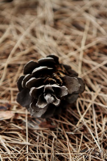 Acorn_Nature_Landscape_Photography_001_Canon_EOS_7D.JPG