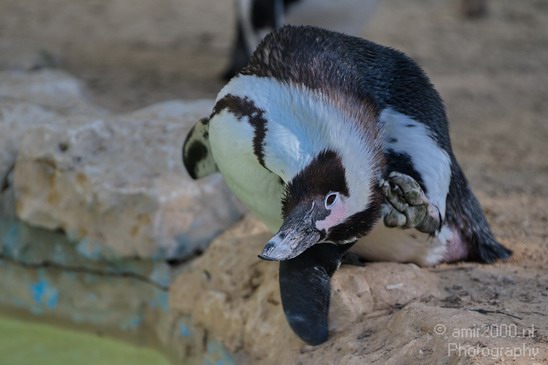 African_Penguin_Safari_Israel_Landscape_Photography_001_Canon_EOS_7D.JPG