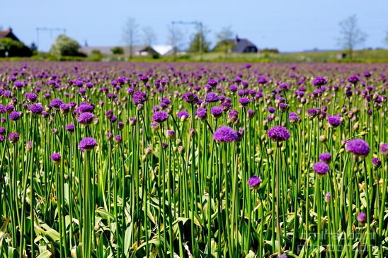 Allium_field_looking_at_flowers_nature_spring_Dutch_landscape_Photography_001_Canon_EOS_5D_Mark_IV.JPG