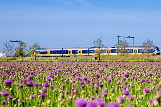 Allium_field_looking_at_flowers_nature_spring_Dutch_landscape_Photography_002_Canon_EOS_5D_Mark_IV.JPG