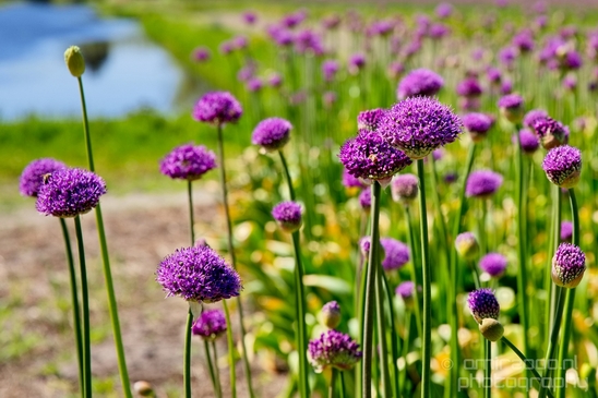 Allium_field_looking_at_flowers_nature_spring_Dutch_landscape_Photography_003_Canon_EOS_5D_Mark_IV.JPG