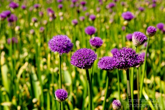 Allium_field_looking_at_flowers_nature_spring_Dutch_landscape_Photography_004_Canon_EOS_5D_Mark_IV.JPG