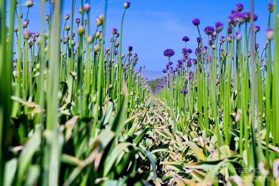 Allium_field_looking_at_flowers_nature_spring_Dutch_landscape_Photography_005_Canon_EOS_5D_Mark_IV.JPG