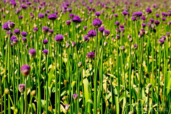 Allium_field_looking_at_flowers_nature_spring_Dutch_landscape_Photography_006_Canon_EOS_5D_Mark_IV.JPG