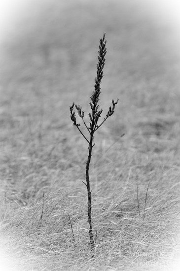 Alone_in_the_field_winter_Nature_Landscape_Photography_001_Canon_EOS_7D.JPG