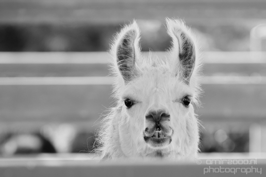 Alpaca_Lama_Mitzpe_Ramon_Nature_desert_scenery_Negev_Israel_Landscape_Photography_001_Canon_EOS_5D_Mark_IV.JPG