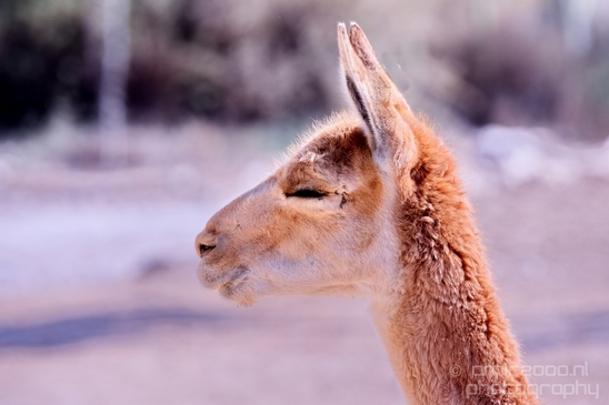 Alpaca_Lama_Mitzpe_Ramon_Nature_desert_scenery_Negev_Israel_Landscape_Photography_002_Canon_EOS_5D_Mark_IV.JPG