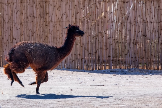 Alpaca_Lama_Mitzpe_Ramon_Nature_desert_scenery_Negev_Israel_Landscape_Photography_003_Canon_EOS_5D_Mark_IV.JPG