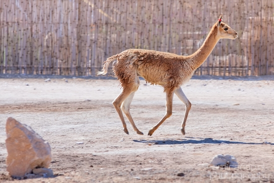 Alpaca_Lama_Mitzpe_Ramon_Nature_desert_scenery_Negev_Israel_Landscape_Photography_004_Canon_EOS_5D_Mark_IV.JPG