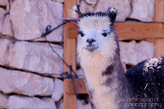 Alpaca_Lama_Mitzpe_Ramon_Nature_desert_scenery_Negev_Israel_Landscape_Photography_006_Canon_EOS_5D_Mark_IV.JPG