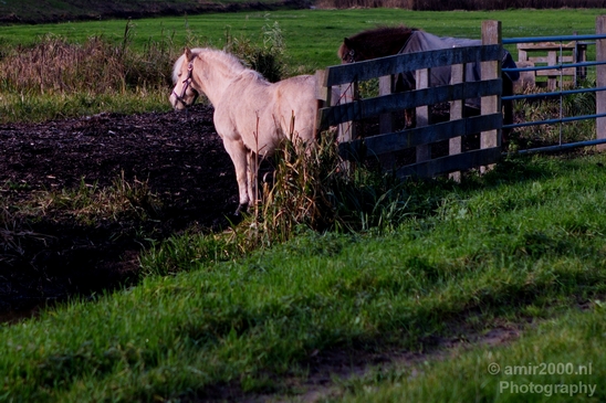 Amsteldijk_automn_colors_fall_herfst_in_Amsterdam_nature_Netherlands_Landscape_Photography_012_Canon_EOS_5D_Mark_IV.JPG