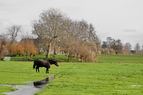 Amsteldijk_automn_colors_fall_herfst_in_Amsterdam_nature_Netherlands_Landscape_Photography_015_Canon_EOS_5D_Mark_IV.JPG