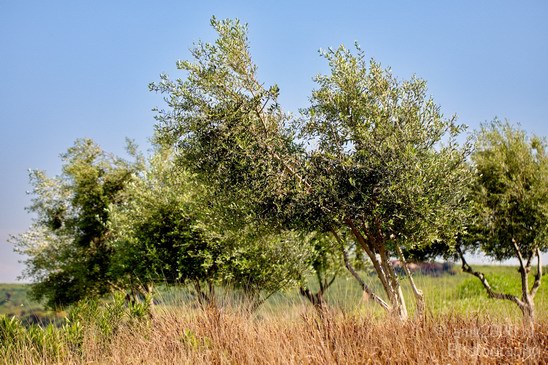 Ariel_Sharon_Park_Tel_Israel_Landscape_Photography_023_Canon_EOS_5D_Mark_IV.JPG
