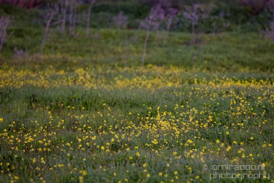 Ariel_Sharon_Park_Tel_Israel_Landscape_Photography_044_Canon_EOS_5D_Mark_IV.JPG