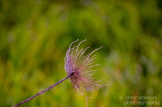 Ariel_Sharon_Park_Tel_Israel_Landscape_Photography_045_Canon_EOS_5D_Mark_IV.JPG