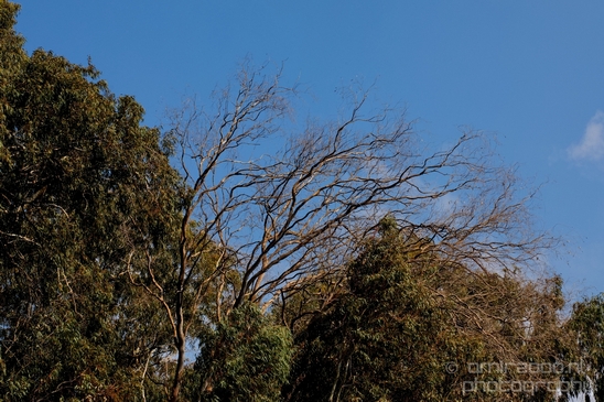 Ariel_Sharon_Park_nature_landscape_Tel_Israel_Photography_001_Canon_EOS_5D_Mark_IV.JPG