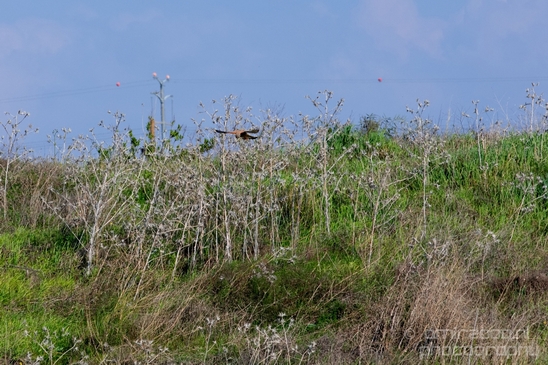 Ariel_Sharon_Park_nature_landscape_Tel_Israel_Photography_005_Canon_EOS_5D_Mark_IV.JPG