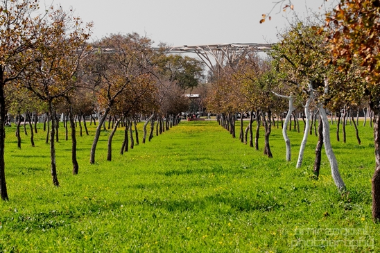 Ariel_Sharon_Park_nature_landscape_Tel_Israel_Photography_007_Canon_EOS_5D_Mark_IV.JPG