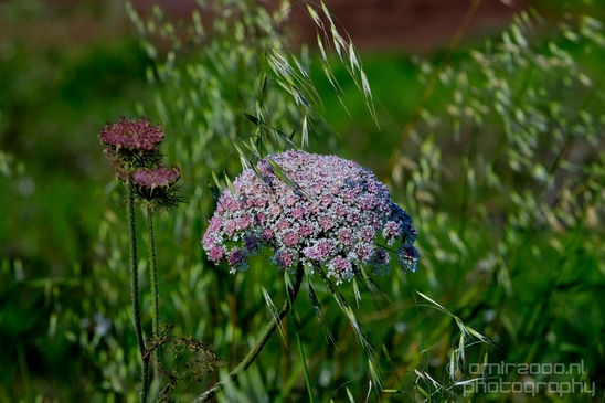 Ariel_Sharon_Park_nature_landscape_Tel_Israel_Photography_009_Canon_EOS_5D_Mark_IV.JPG