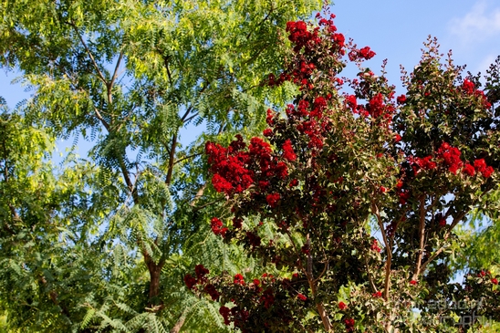 Ariel_Sharon_Park_nature_landscape_Tel_Israel_Photography_017_Canon_EOS_5D_Mark_IV.JPG