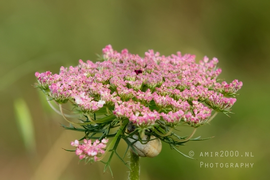 Ariel_Sharon_Park_nature_landscape_Tel_Israel_Photography_021_Canon_EOS_5D_Mark_IV.JPG
