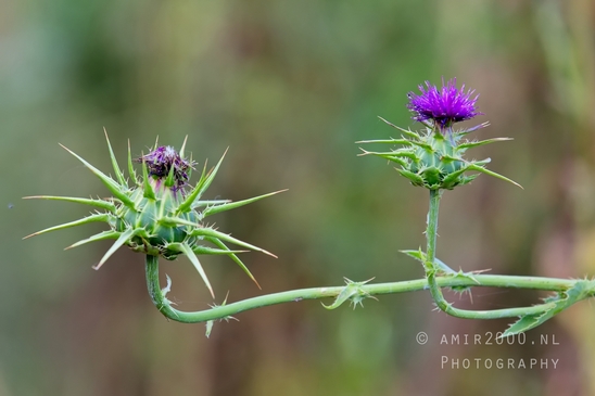 Ariel_Sharon_Park_nature_landscape_Tel_Israel_Photography_024_Canon_EOS_5D_Mark_IV.JPG
