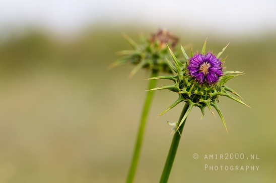 Ariel_Sharon_Park_nature_landscape_Tel_Israel_Photography_029_Canon_EOS_5D_Mark_IV.JPG