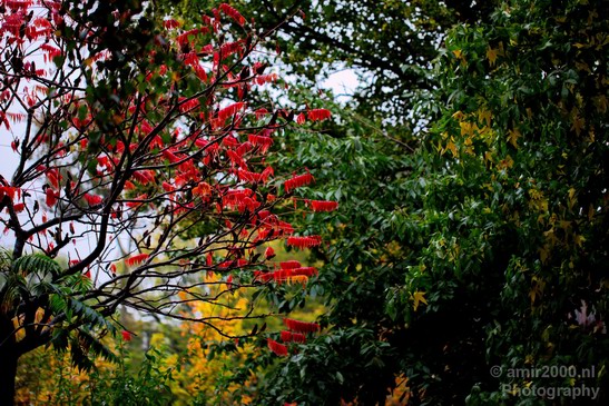 Automn_colors_fall_herfst_in_Amsterdam_nature_Netherlands_Landscape_Photography_001_Canon_EOS_5D_Mark_IV.JPG