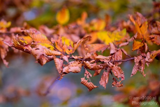Automn_colors_fall_herfst_in_Amsterdam_nature_Netherlands_Landscape_Photography_010_Canon_EOS_5D_Mark_IV.JPG