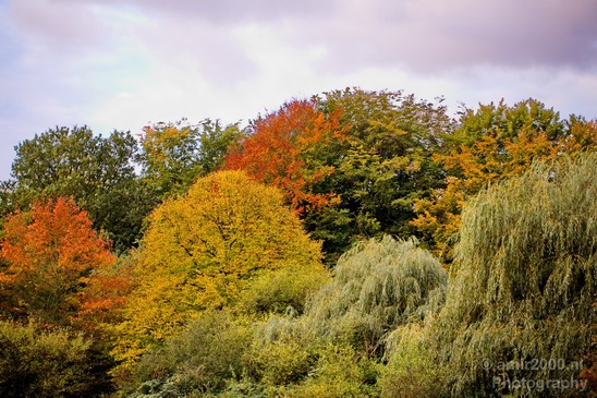Automn_colors_fall_herfst_in_Amsterdam_nature_Netherlands_Landscape_Photography_011_Canon_EOS_5D_Mark_IV.JPG