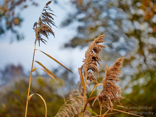 Automn_colors_fall_herfst_in_Amsterdam_nature_Netherlands_Landscape_Photography_012_Canon_EOS_5D_Mark_IV.JPG