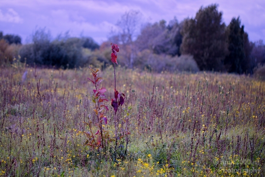 Automn_colors_fall_herfst_in_Amsterdam_nature_Netherlands_Landscape_Photography_029_Canon_EOS_5D_Mark_IV.JPG