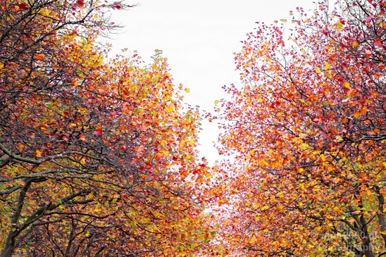 Automn_colors_fall_herfst_in_Amsterdam_nature_Netherlands_Landscape_Photography_060_Canon_EOS_5D_Mark_IV.JPG