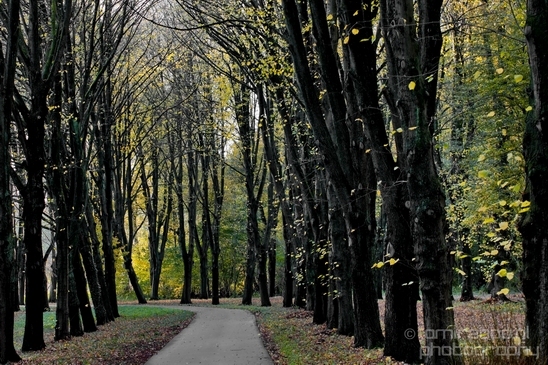 Automn_colors_fall_herfst_in_Amsterdam_nature_Netherlands_Landscape_Photography_068_Canon_EOS_5D_Mark_IV.JPG
