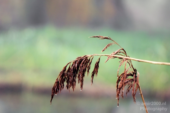 Automn_foggy_day_around_Amsterdam_city_landscape_north_holland_Netherlands_Photography_009_Canon_EOS_5D_Mark_IV.JPG