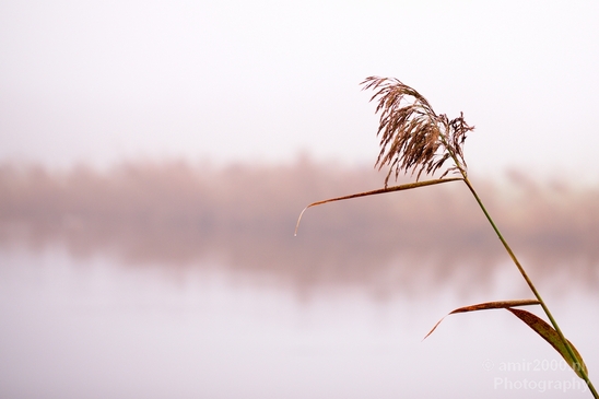 Automn_foggy_day_around_Amsterdam_city_landscape_north_holland_Netherlands_Photography_015_Canon_EOS_5D_Mark_IV.JPG