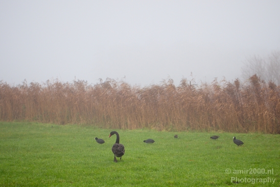 Automn_foggy_day_around_Amsterdam_city_landscape_north_holland_Netherlands_Photography_016_Canon_EOS_5D_Mark_IV.JPG