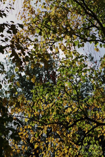 Autumn_Nature_Landscape_Photography_001_Canon_EOS_7D.JPG