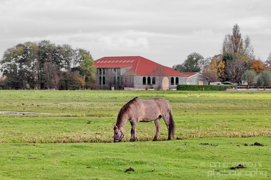 Autumn_north_holland_landscape_nature_nederland_Photography_052_Canon_EOS_5D_Mark_IV.JPG