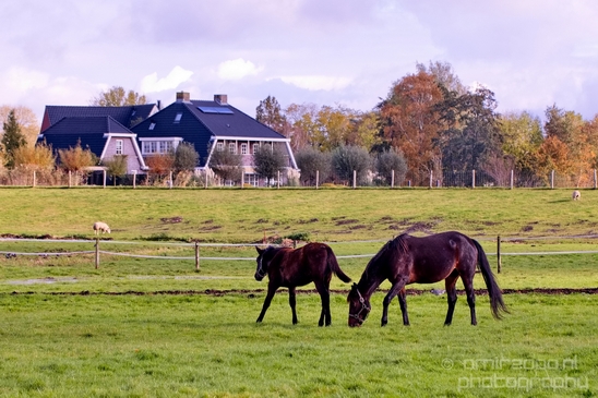 Autumn_north_holland_landscape_nature_nederland_Photography_055_Canon_EOS_5D_Mark_IV.JPG