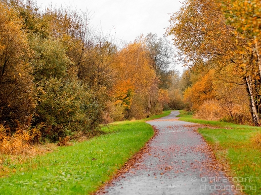 Autumn_north_holland_landscape_nature_nederland_Photography_061_Canon_EOS_5D_Mark_IV.JPG
