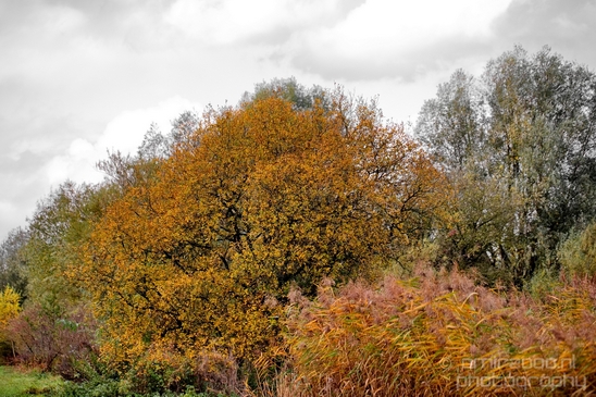 Autumn_north_holland_landscape_nature_nederland_Photography_062_Canon_EOS_5D_Mark_IV.JPG