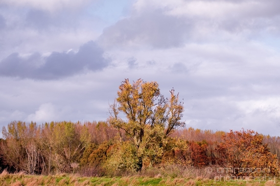 Autumn_north_holland_landscape_nature_nederland_Photography_063_Canon_EOS_5D_Mark_IV.JPG