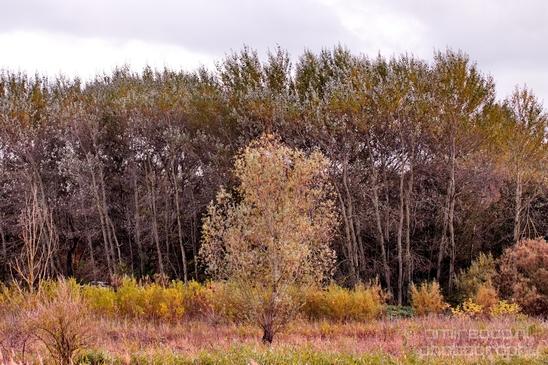Autumn_north_holland_landscape_nature_nederland_Photography_066_Canon_EOS_5D_Mark_IV.JPG