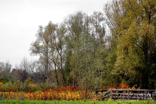 Autumn_north_holland_landscape_nature_nederland_Photography_082_Canon_EOS_5D_Mark_IV.JPG