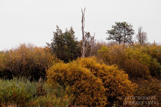 Autumn_north_holland_landscape_nature_nederland_Photography_090_Canon_EOS_5D_Mark_IV.JPG